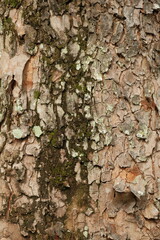 Close Up of a Tree Bark With Rough Surface