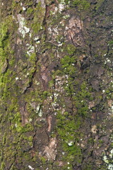 Moss and Lichens on Dark Brown Tree Bark