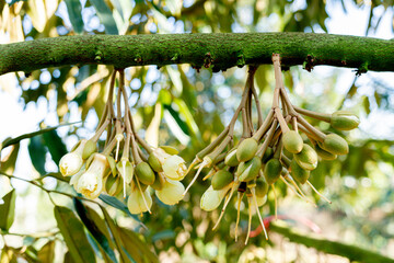 young durian flowers blooming on tree branch