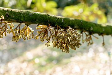 young durian flowers blooming on tree branch