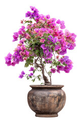 A large purple flower plant in a brown vase, isolated on a transparent background
