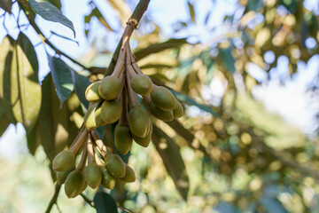 young durian flowers blooming on tree branch