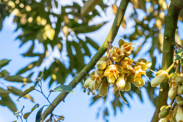 young durian flowers blooming on tree branch