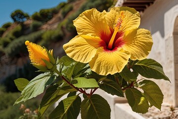 Yellow hibiscus flower in Greece vibrant