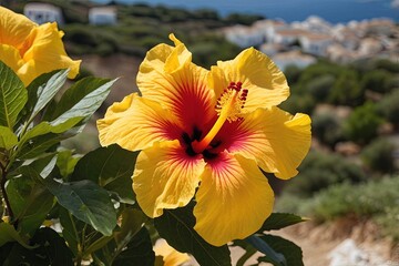 Yellow hibiscus flower in Greece vibrant