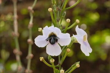 Carpenter Bee Pollinating Blue Trumpet Vine or Thunbergia Grandiflora Flower