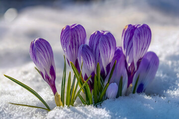 Im Schnee bl&uuml;hen violette Krokusse