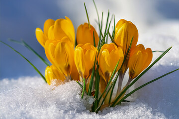 Gelb bl&uuml;hende Krokusse im Schnee