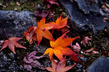 落ち葉