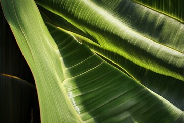 Tropical green banana leaf with interplay