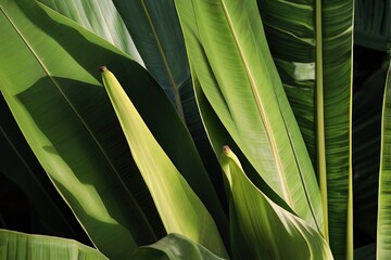 Tropical green banana leaf with interplay