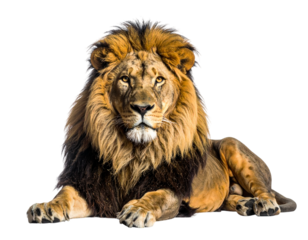 Majestic lion with golden mane and piercing eyes on black background