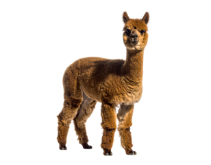 A brown alpaca standing on a black background looking directly at the camera