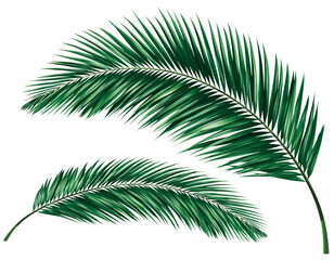 Fototapeta premium Vibrant green palm fronds against black background