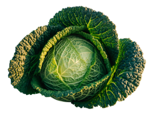 Vibrant green cabbage head with yellow accents on dark background