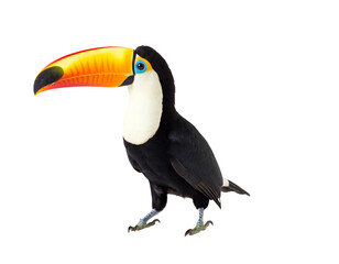 Fototapeta premium Vibrant toucan portrait with distinctive beak and plumage