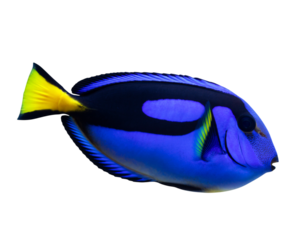 Vibrant blue fish with yellow fin swimming in dark waters