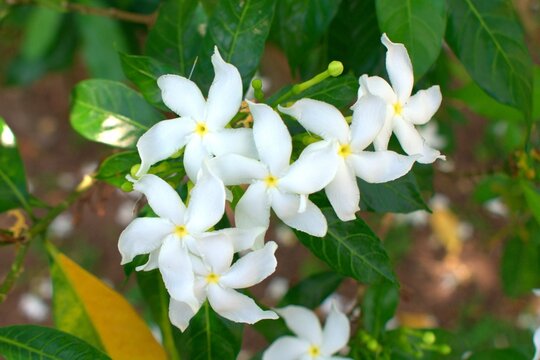 the white flower anda center yellow