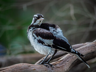 Indignant Looking Magpie Lark On Log