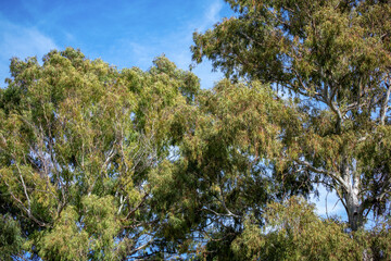 Obraz premium Forêt d'eucalyptus en Tunisie