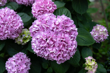 Fototapeta premium Close-up of blooming pink hydrangea flowers
