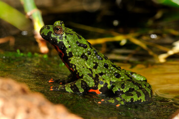 Oriental fire-bellied toad // Chinesische Rotbauchunke (Bombina orientalis)