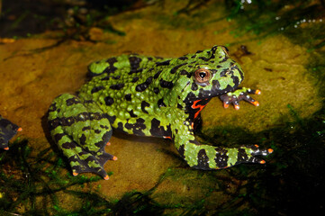 Oriental fire-bellied toad // Chinesische Rotbauchunke (Bombina orientalis)