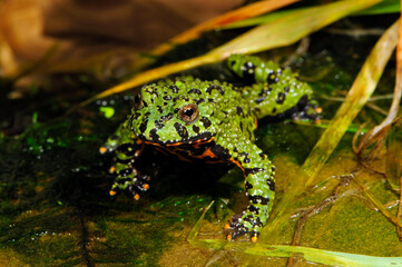 Chinesische Rotbauchunke // Oriental fire-bellied toad (Bombina orientalis)