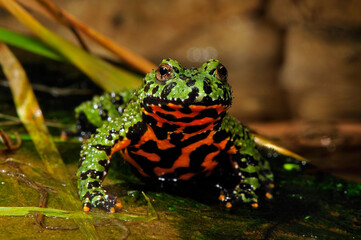 Oriental fire-bellied toad // Chinesische Rotbauchunke (Bombina orientalis)