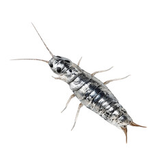 A detailed close-up of a common silverfish insect, showcasing its unique silvery-grey segmented body