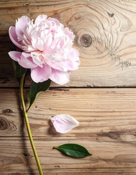Delicate Pink Peony Bloom on Rustic Wooden Background