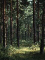 Fototapeta premium beautiful forest landscape
