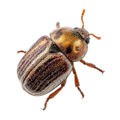 Detailed macro shot of a brown and golden beetle with striped wing covers on a black background