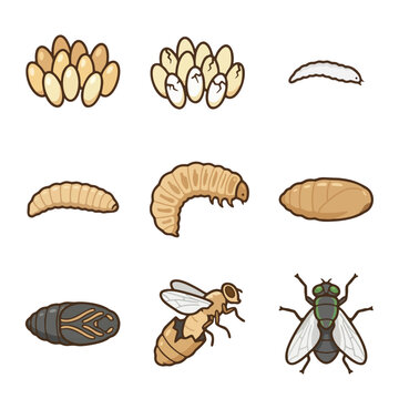 Fly Life Cycle Vector Set. 9 Stages of Metamorphosis from Egg, Larva, Pupa to Adult. Flat Educational Insect Illustration Isolated on White