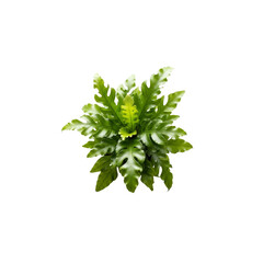 Crispa Bird's Nest Fern on Transparent Background