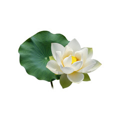White Lotus flower blossom with green leaf