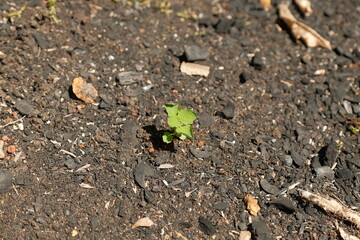 Sprouting Plant on Dry Barren Ground