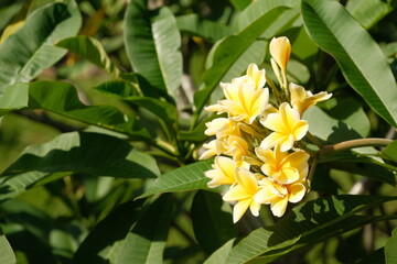 Plumeria or Frangipani With White and Yellow Petals