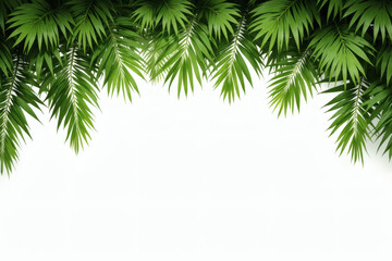 Obraz premium Palm Leaf Top Border On White Horizontal Background