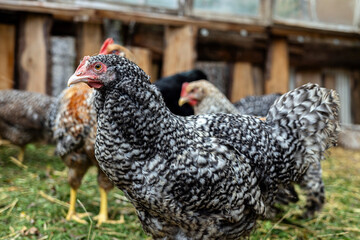 Detailed portrait of a domestic chicken standing outdoors on a farm.