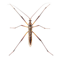 A detailed overhead studio shot of a brown crane fly showcasing its slender body and long legs