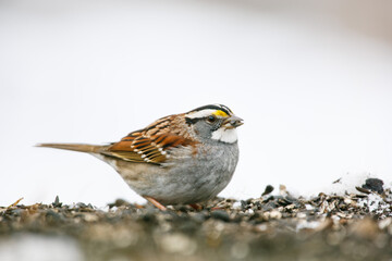White-throated sparrow eating black sunflower seeds on snow cove