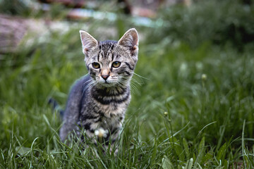 Obraz premium Kitten Sitting in Tall Grass
