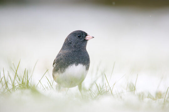 Dark-eyed junco on snow covered grass