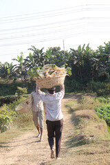 radish stock on basket with farmer in farm
