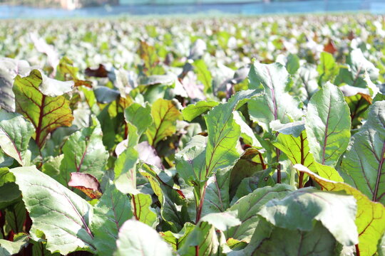 radish farm on field for harvest