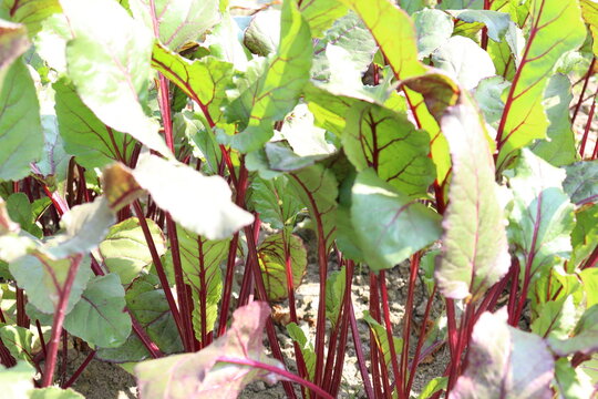 radish farm on field for harvest