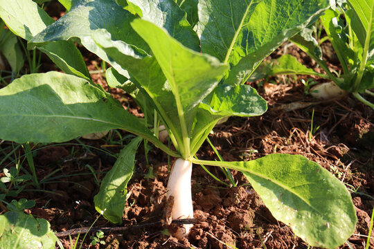 radish farm on field for harvest