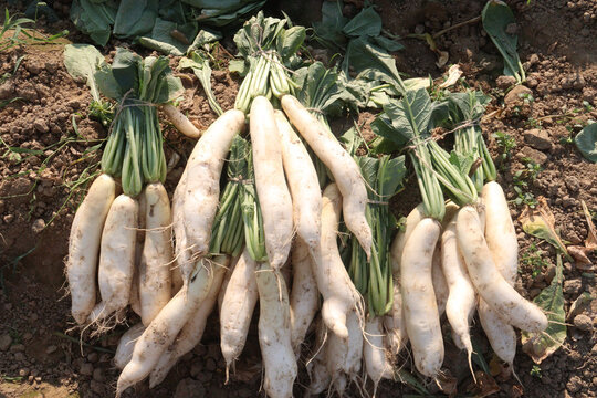 radish stock on farm for harvest