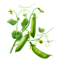 Fresh green pea pods growing on a vibrant plant with dew drops, isolated on black